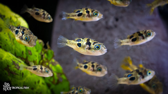 Carinotetraodon travancoricus "Pea Puffer"