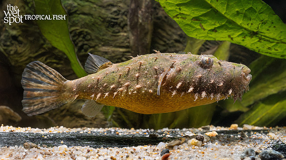 Pao baileyi "Hairy Puffer"