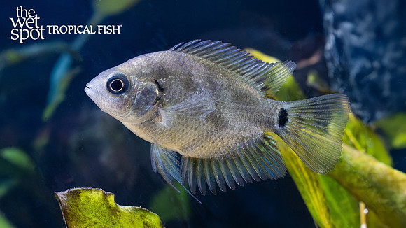 Archocentrus centrarchus "Flier Cichlid"
