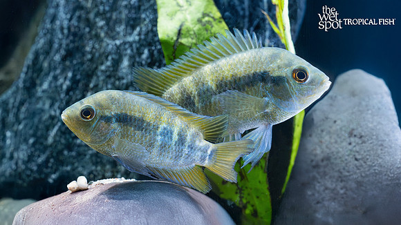 Herotilapia multispinosa "Rainbow Cichlid"