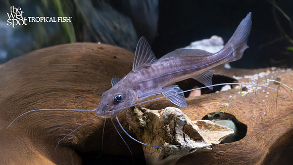 Callophysus macropterus "Vulture Cat"