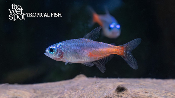 Paracheirodon innesi "Diamond Head Neon Tetra"