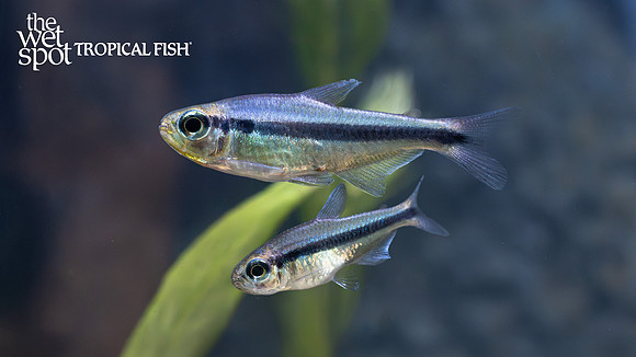 Hyphessobrycon sp. "Blue Devil Tetra"
