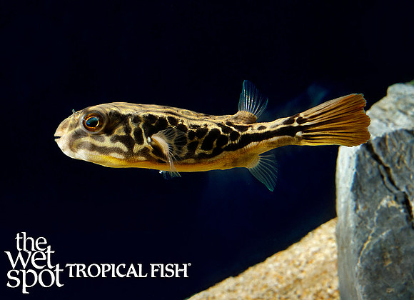 Giant/Mbu Puffer - Tetraodon mbu