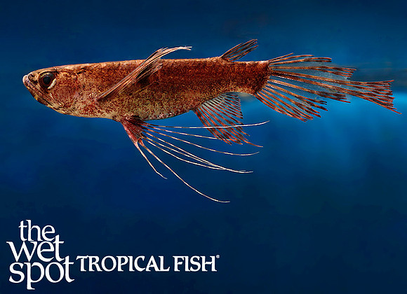 African Butterfly Fish - Pantodon buchholzi