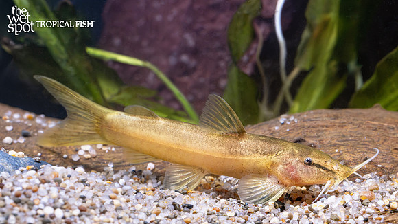 Amphilius platychir  "Kuhli Cat"