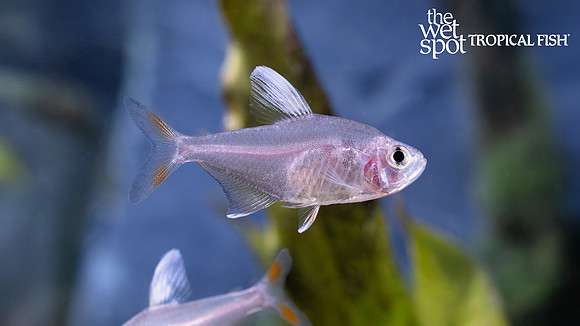 Hyphessobrycon rosaceus  "Rosy Tetra"