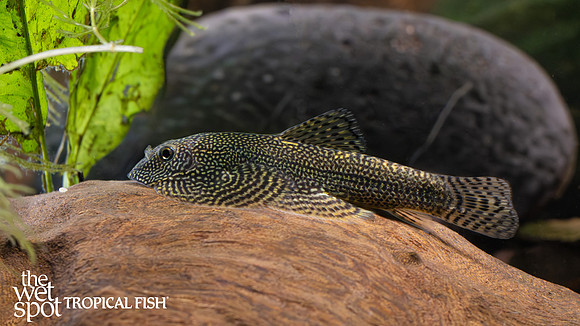 "SEW01/SEW01r"  "Spotted Hillstream Loach"
