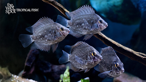 Uaru amphiacanthoides    "Triangle Cichlid"