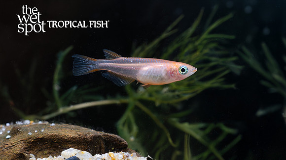Oryzias latipes "Red Stardust Medaka Ricefish"