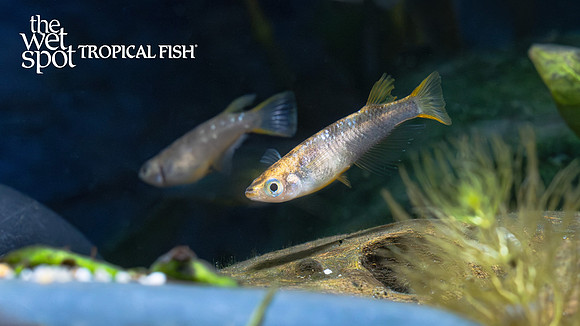 Oryzias latipes "Black & Yellow Nishiki Medaka Ricefish"