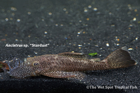 Ancistrus sp. "Stardust Bushynose Pleco" L100