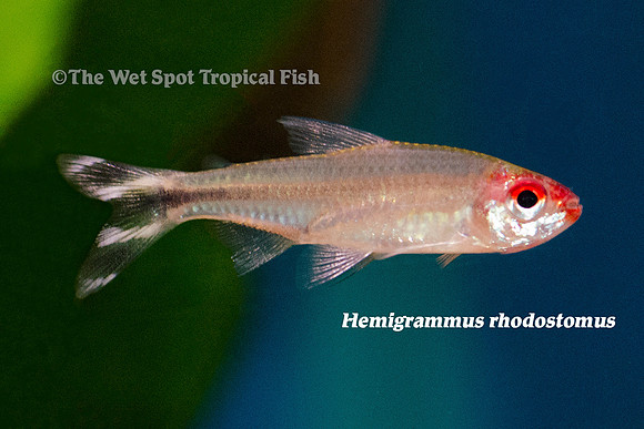 Rummynose Tetra - Petitella bleheri