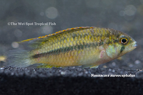Nannacara aureocephalus - Golden-Headed Cichlid