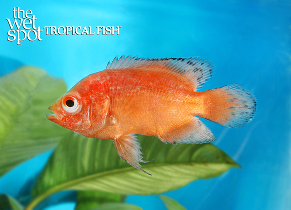 Astronotus ocellatus "Chili Red Oscar"