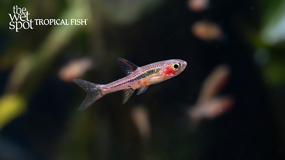 Boraras merah  "Phoenix Rasbora"