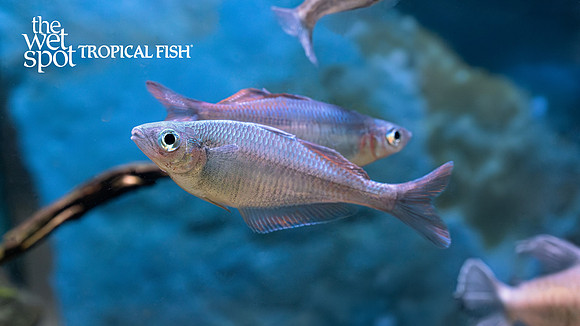 Chilatherina sp. "Taritatu River Rainbow"