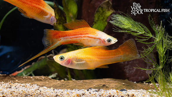 Xiphophorus hellerii  "Kohaku Swordtail"
