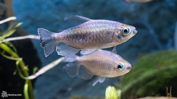 Phenacogrammus interruptus  "Congo Tetra"   UNSEXED