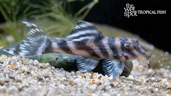 Hypancistrus sp.  "L500" "Rio Uatumá Zebra Pleco"