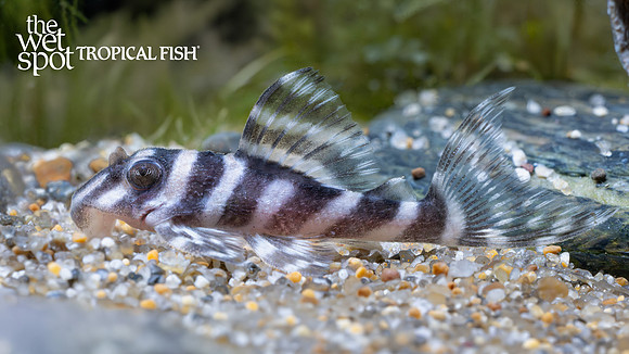 Hypancistrus sp.   "L173b" "Lower Xingu Zebra Pleco"