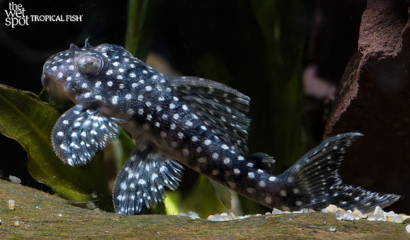 Hypancistrus seideli   "L136a" "Angelicus Pleco"