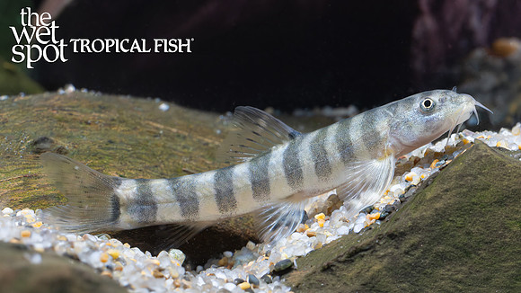 Schistura sp.  "Many Banded Loach"