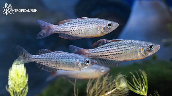 Melanotaenia maccullochi  "Maccullochi Rainbow" "Boggy Creek"
