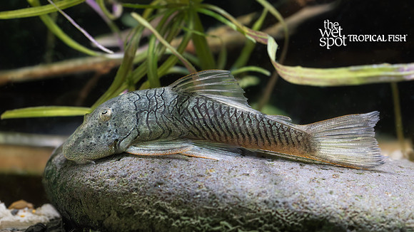 Chaetostoma formosae "L444" "Rubber Lip Plecostomus"