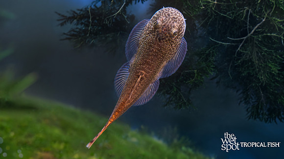 Gastromyzon katibasensis "Red Devil Sucker Loach"