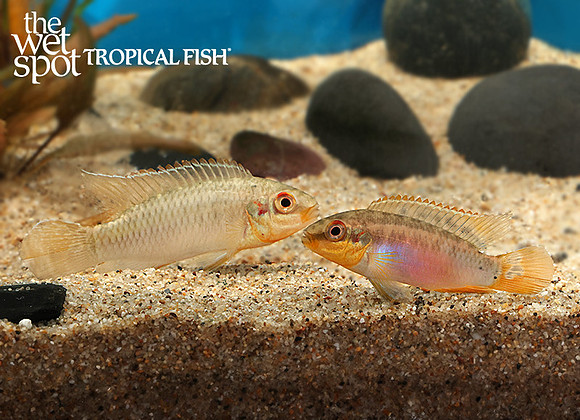 Pelvicachromis roloffi "Kindia"