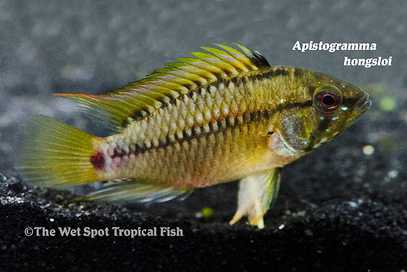 Apistogramma hongsloi I