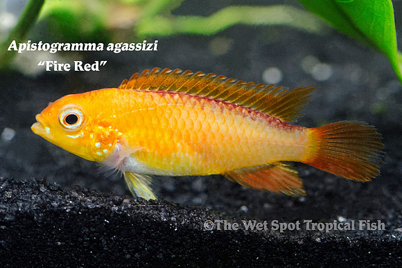 Apistogramma agassizi "Fire Red" ♀