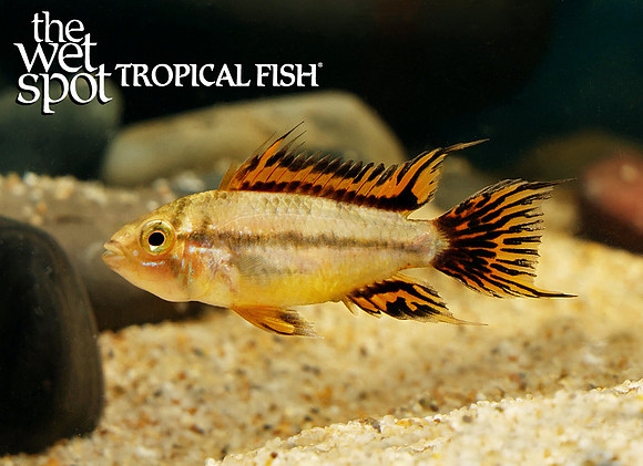 Apistogramma cacatuoides "Super Red"