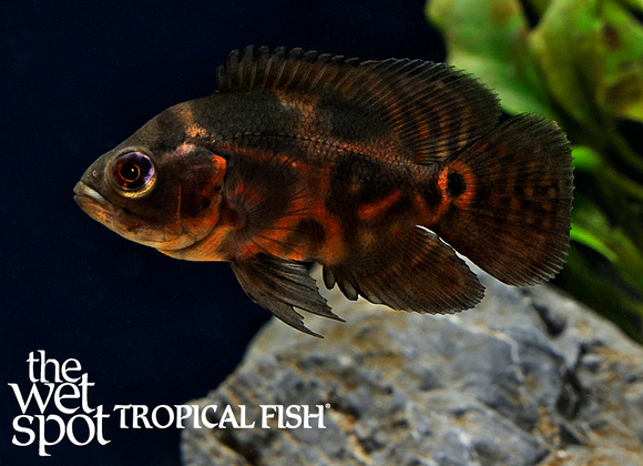 Astronotus ocellatus - "Tiger Oscar" Juvenile