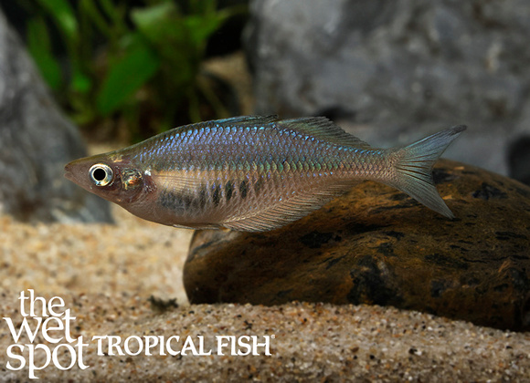 Chilatherina sp. "Kali Awalim Rainbow" "Kali Awalim"