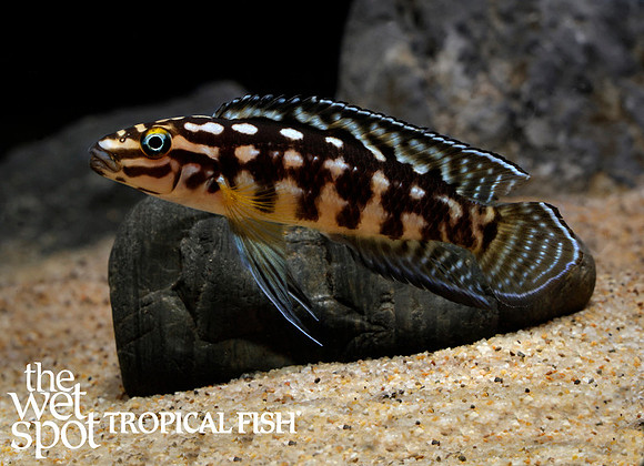 Julidochromis marlieri