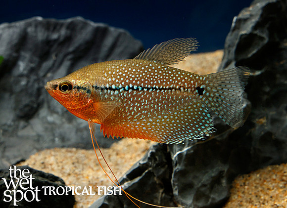 Trichopodus leeri - Pearl Gourami