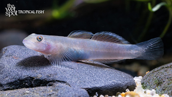 Lentipes venustus "Elegant Lentipes Goby"