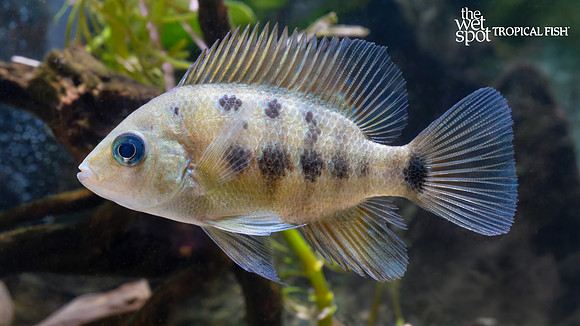 Cincelichthys bocourti "Chisel Mouth Cichlid"