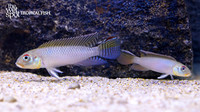 Nanochromis teugelsi