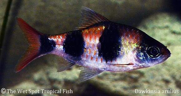 Dawkinsia arulius - True Arulius Barb