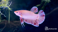 Betta splendens "Armageddon Plakat Betta"