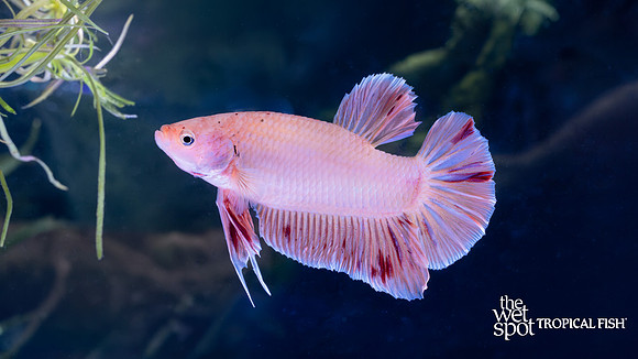 Betta splendens "Armageddon Plakat Betta"