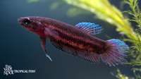 Betta miniopinna "Red Wine Betta"