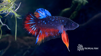 Betta splendens "Black Star Plakat Betta"