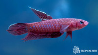 Betta coccina "Scarlet Betta"