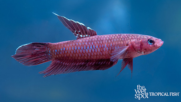 Betta coccina "Scarlet Betta"