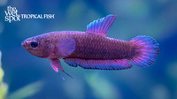 Bettas