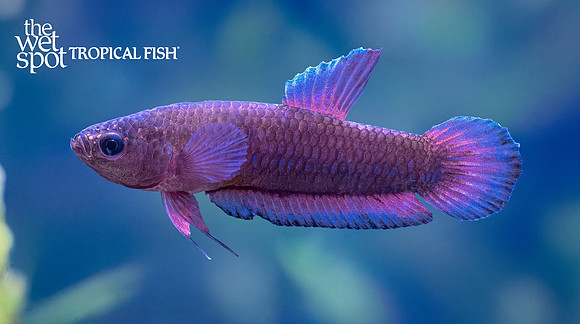 Betta persephone "Batman Betta"